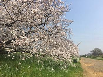 福岡ソフトバンクホークス×新日本プロレス”コラボグッズが完成!今回の